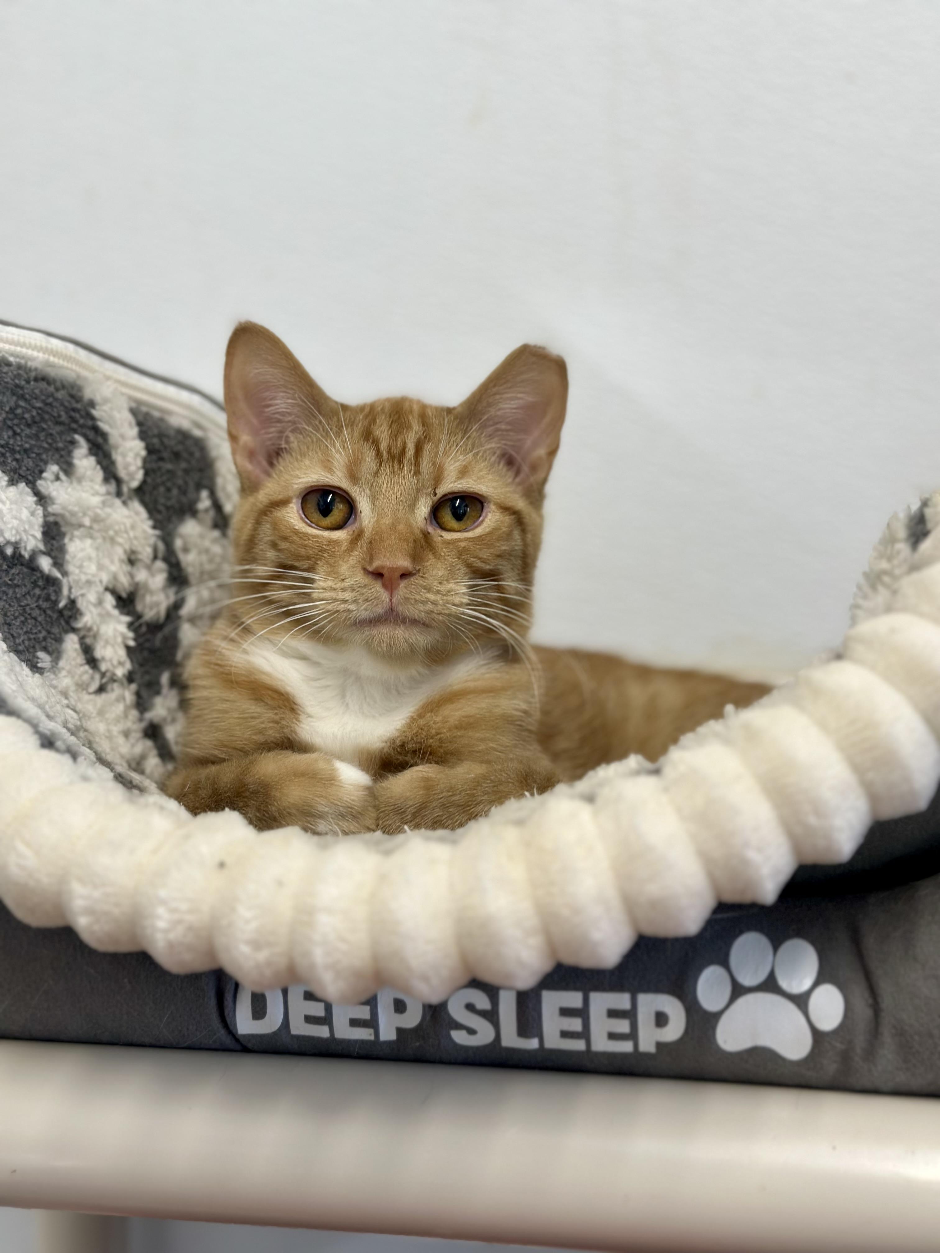 Enlarge Winston, a Adoptable Domestic Short Hair in Faribault, MN image 5/5