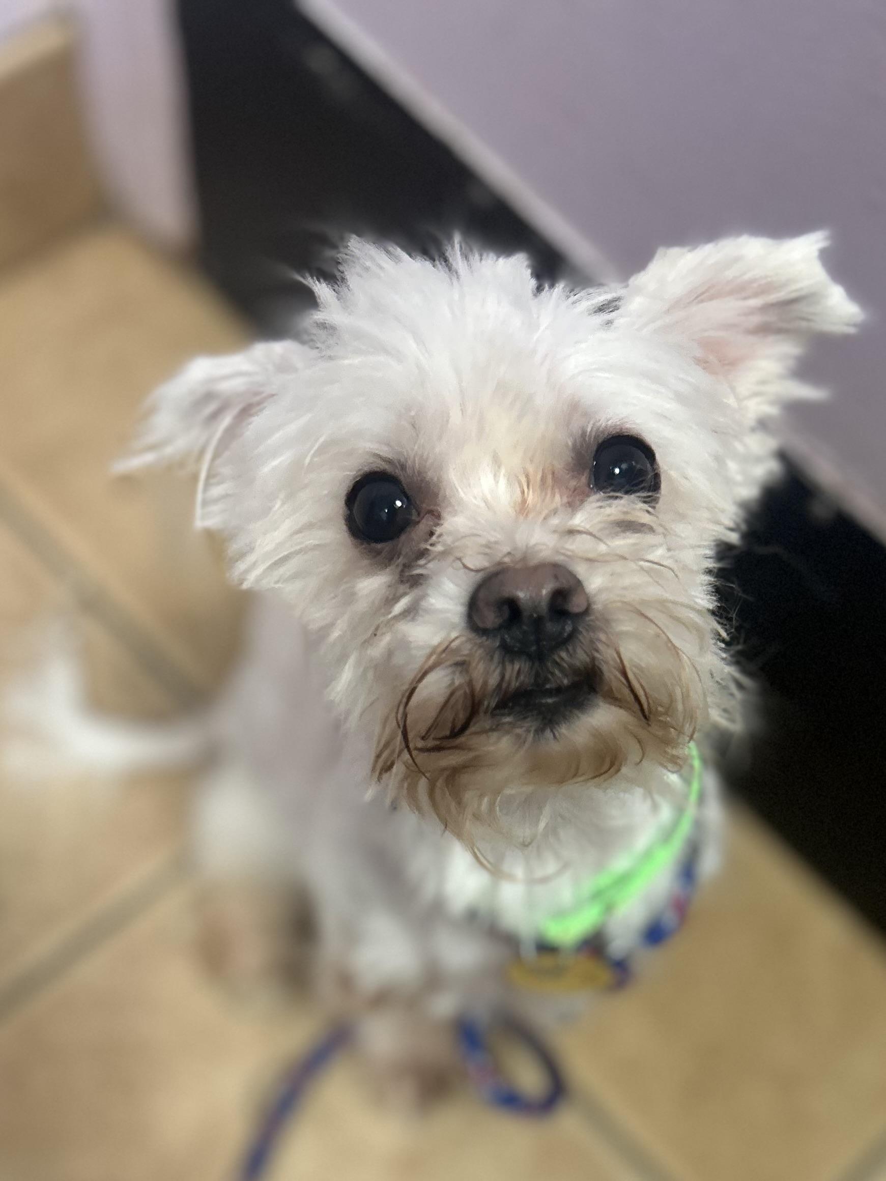 Logan