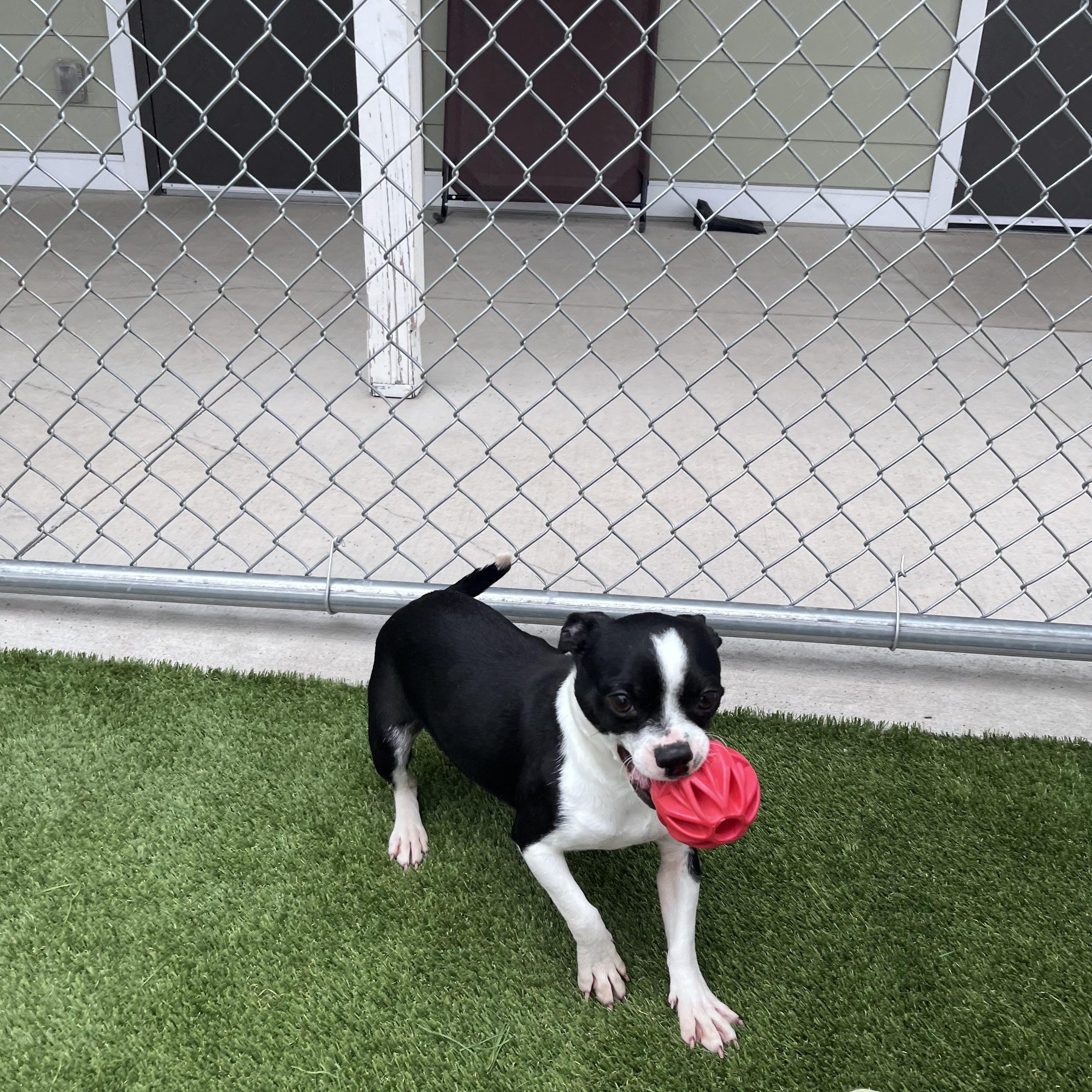 Enlarge Peach and Plum, a ADOPTABLE mixed breed in Liberty, MO image 3/4