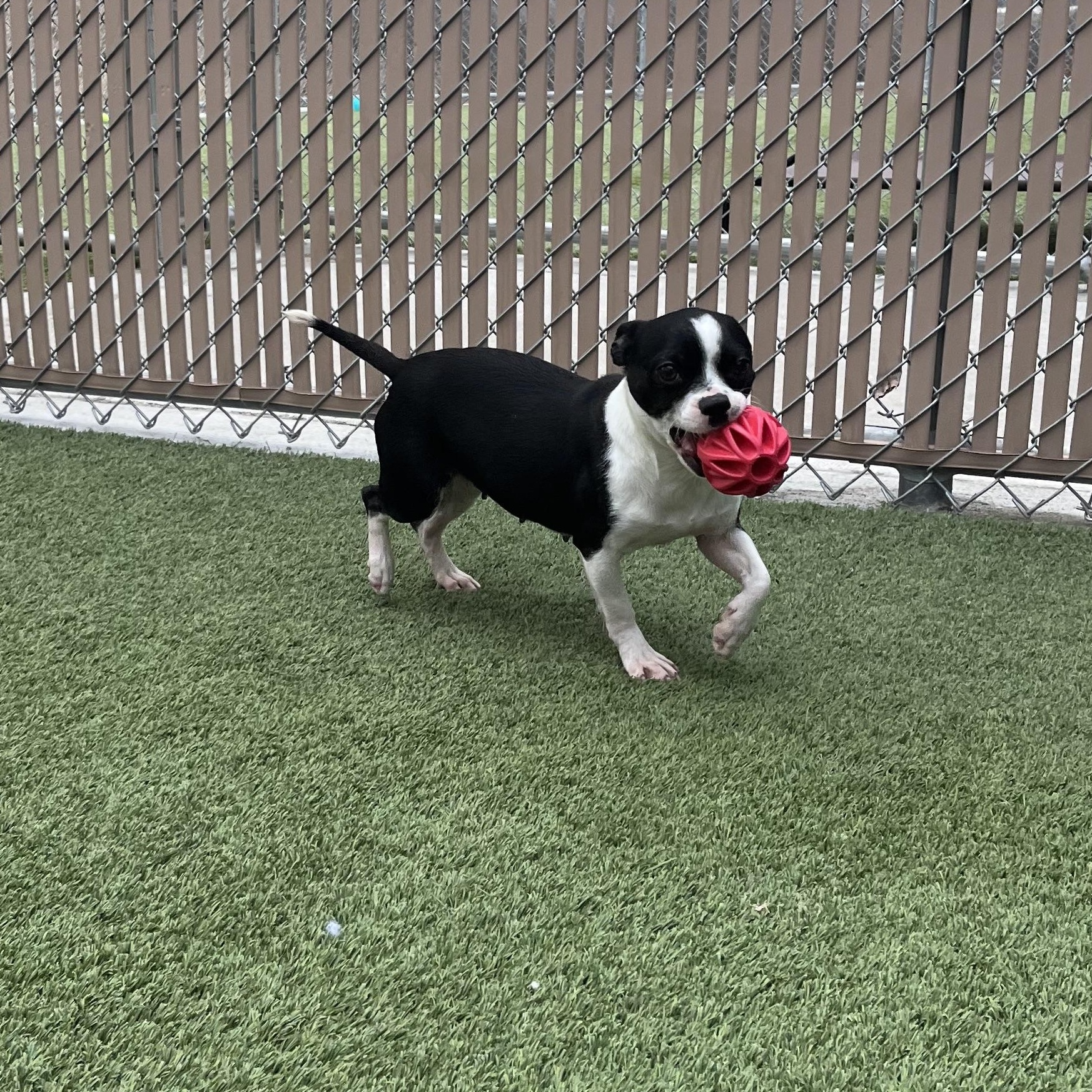Enlarge Peach and Plum, a ADOPTABLE mixed breed in Liberty, MO image 4/4