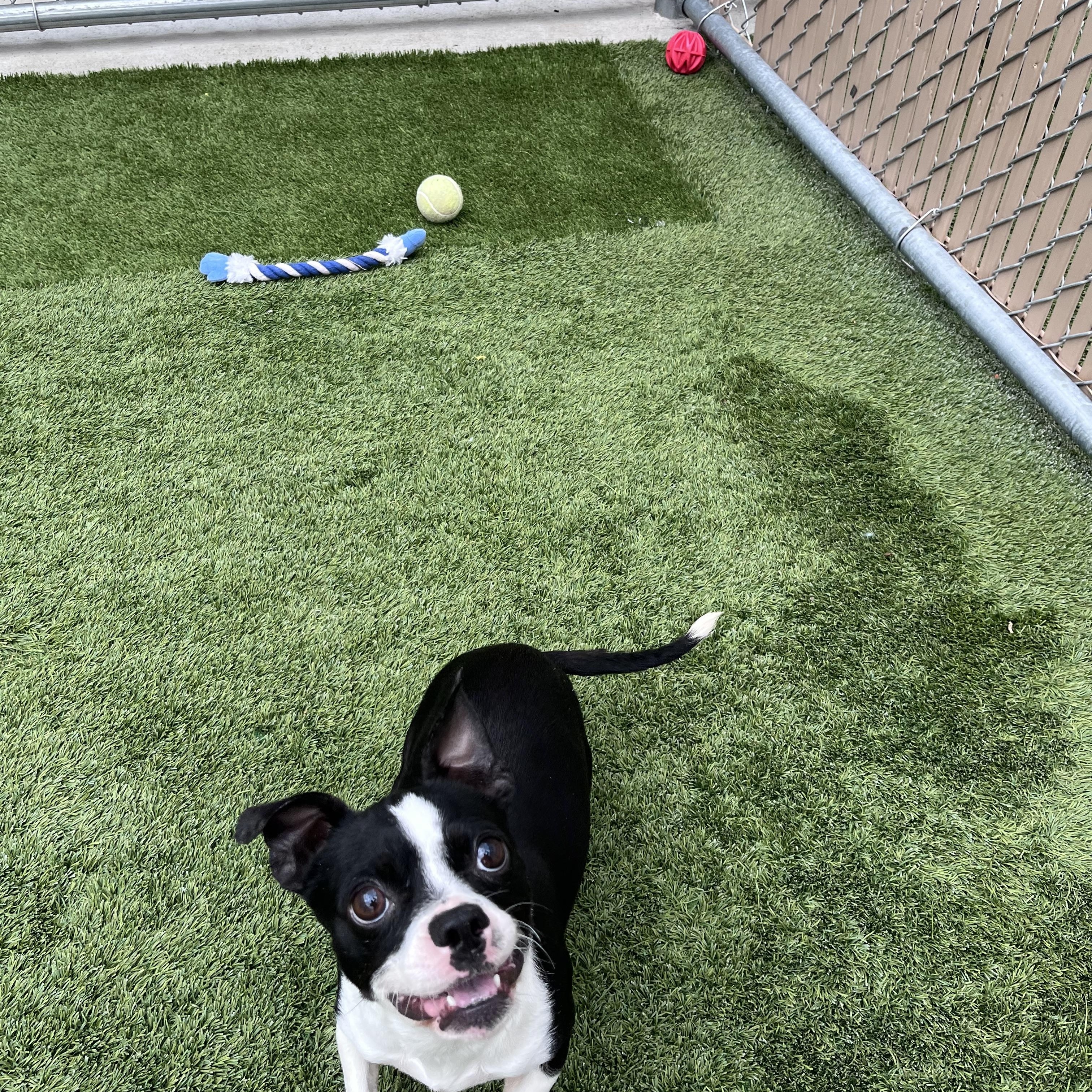 Peach and Plum, ADOPTABLE, Young Female Boston Terrier.