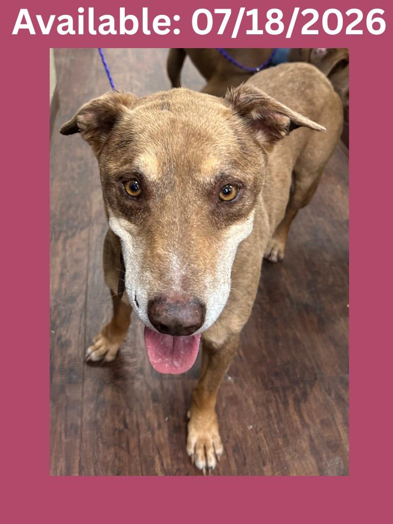 Dog Kennel #9, Adoptable, Senior Female Labrador Retriever & Mixed Breed.