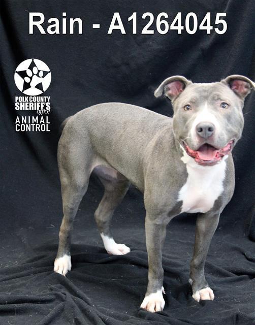 RAIN, Adoptable, Adult Female American Bulldog & Mixed Breed.