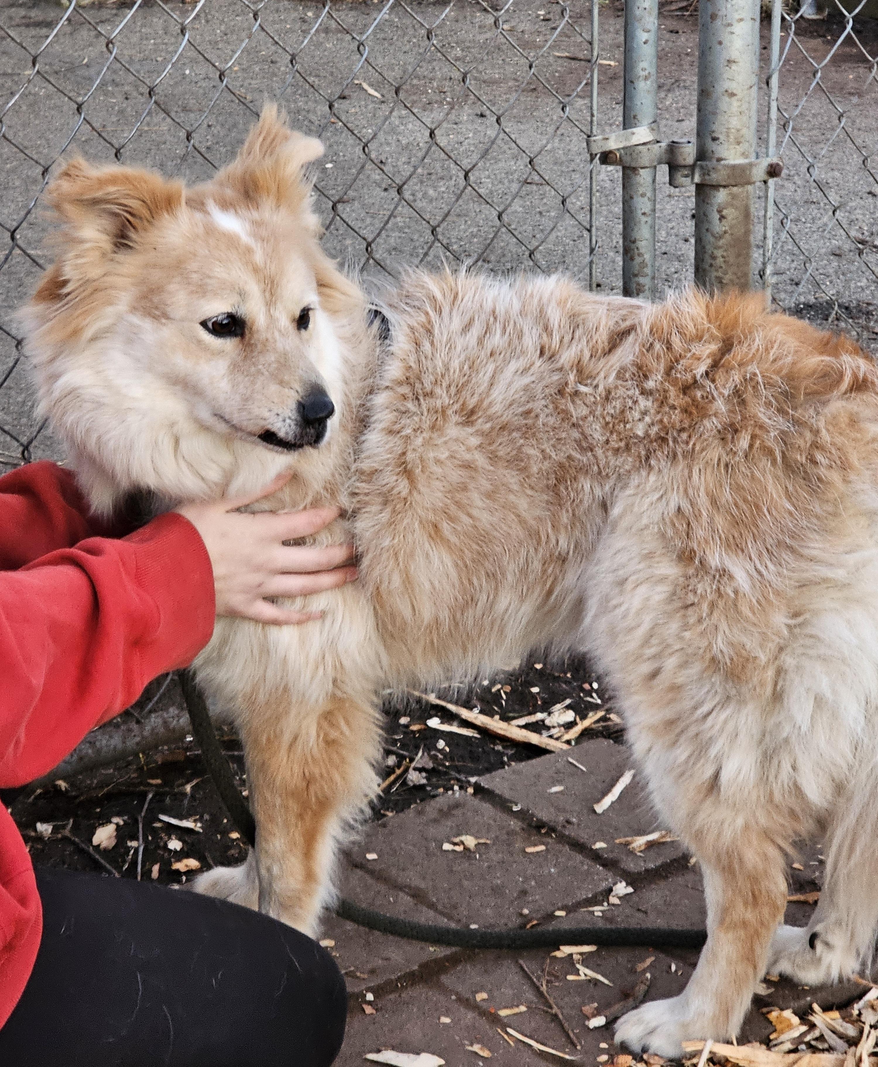 Luna, a Adoptable mixed breed in Ringwood, NJ image 1/6