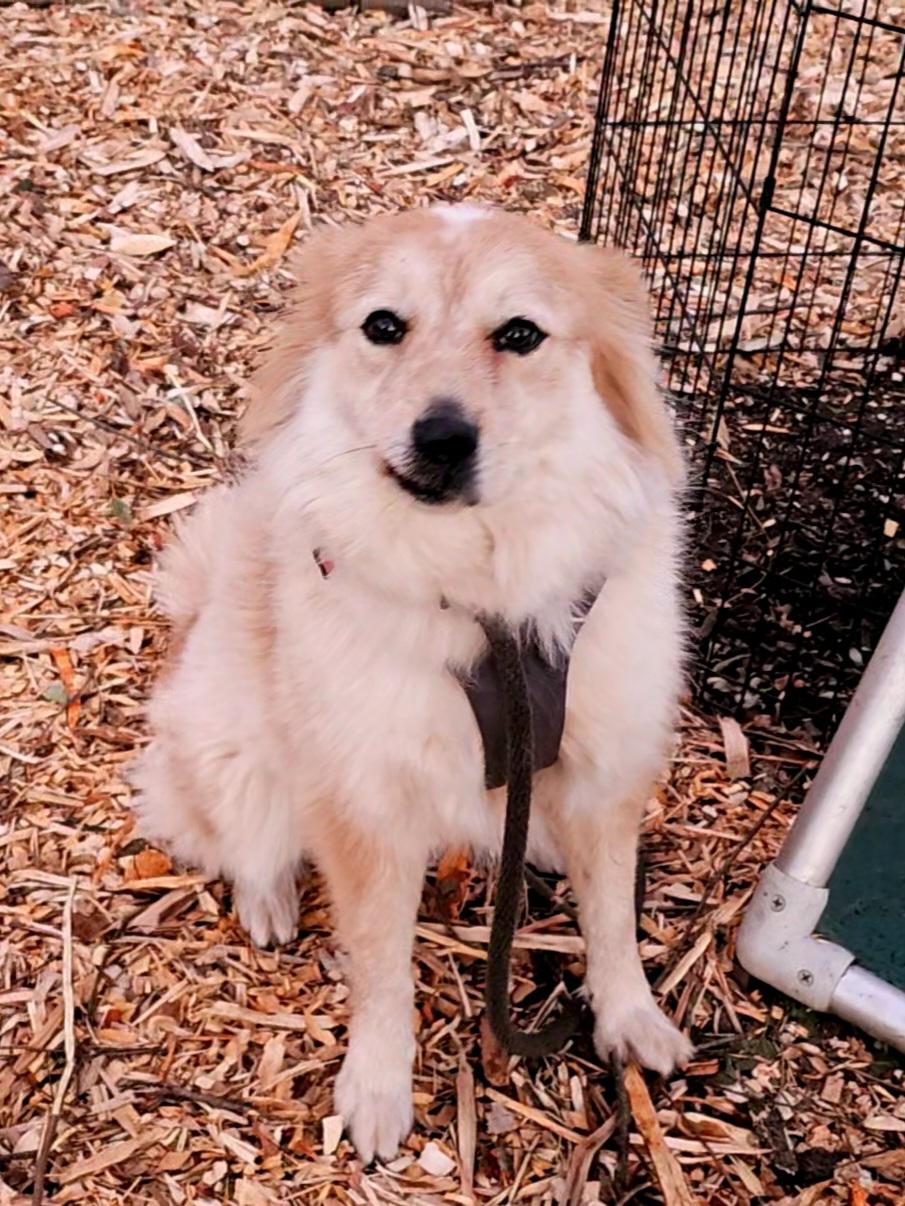 Luna, a Adoptable mixed breed in Ringwood, NJ image 4/6