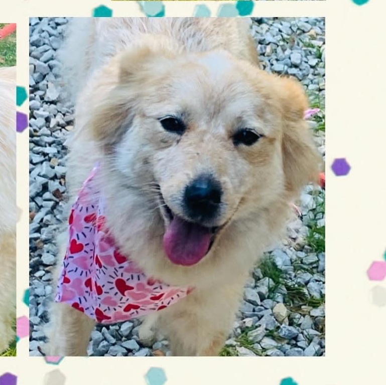 Luna, a Adoptable mixed breed in Ringwood, NJ image 3/6