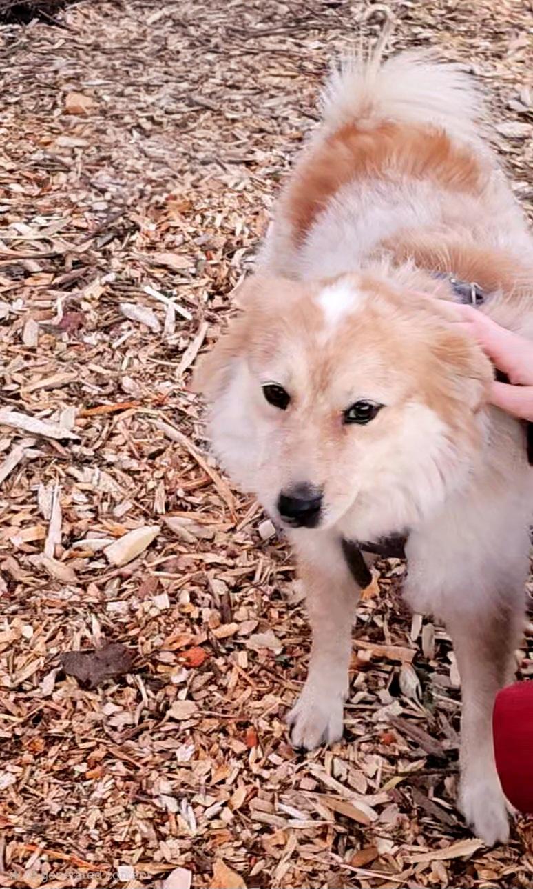 Luna, a Adoptable mixed breed in Ringwood, NJ image 5/6