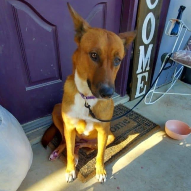 Enlarge Ginger, a Adoptable mixed breed in Billings, MT image 3/3