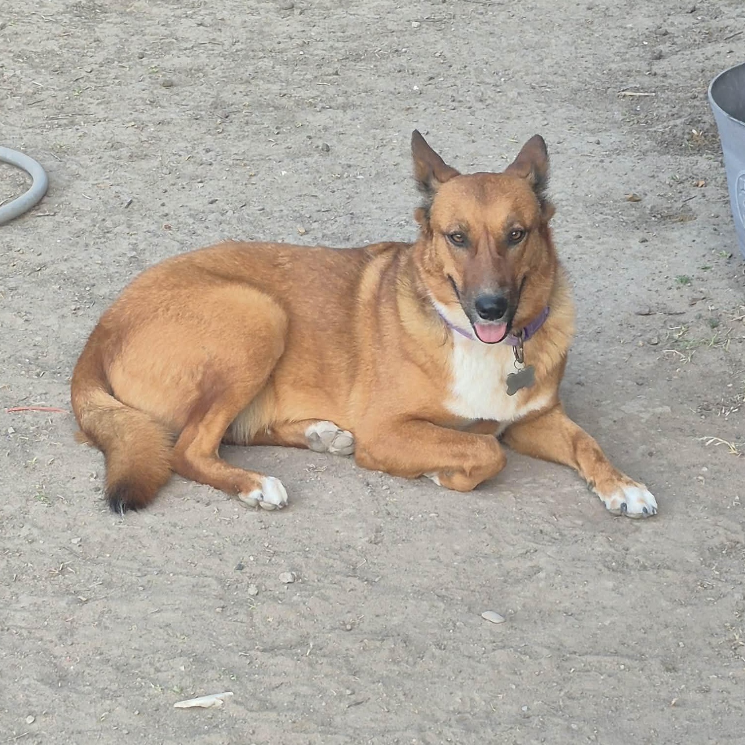 Enlarge Ginger, a Adoptable mixed breed in Billings, MT image 2/3