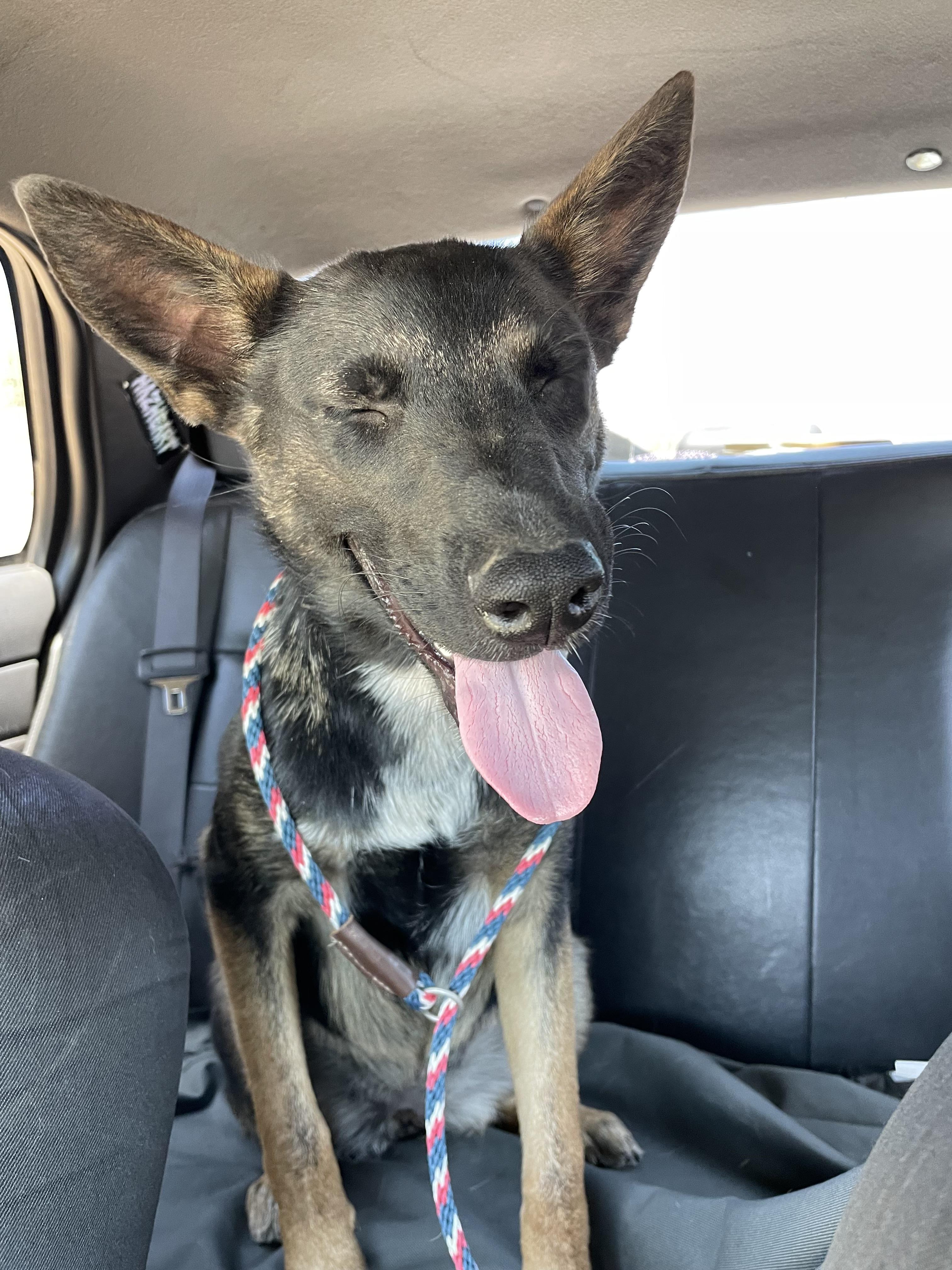 Kona, a ADOPTABLE mixed breed in Granby, MA image 2/3