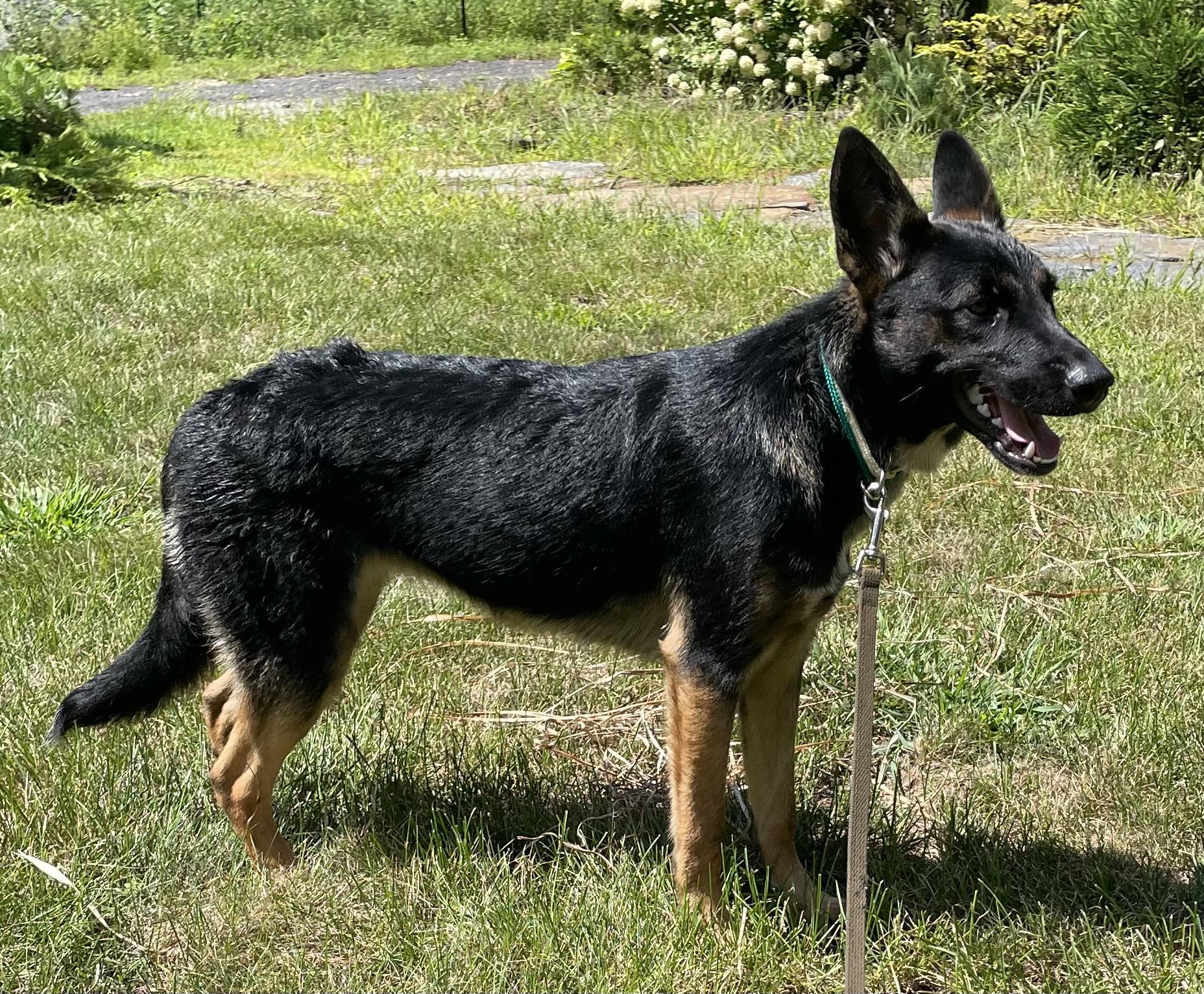 Kona, ADOPTABLE, Young Female German Shepherd Dog.