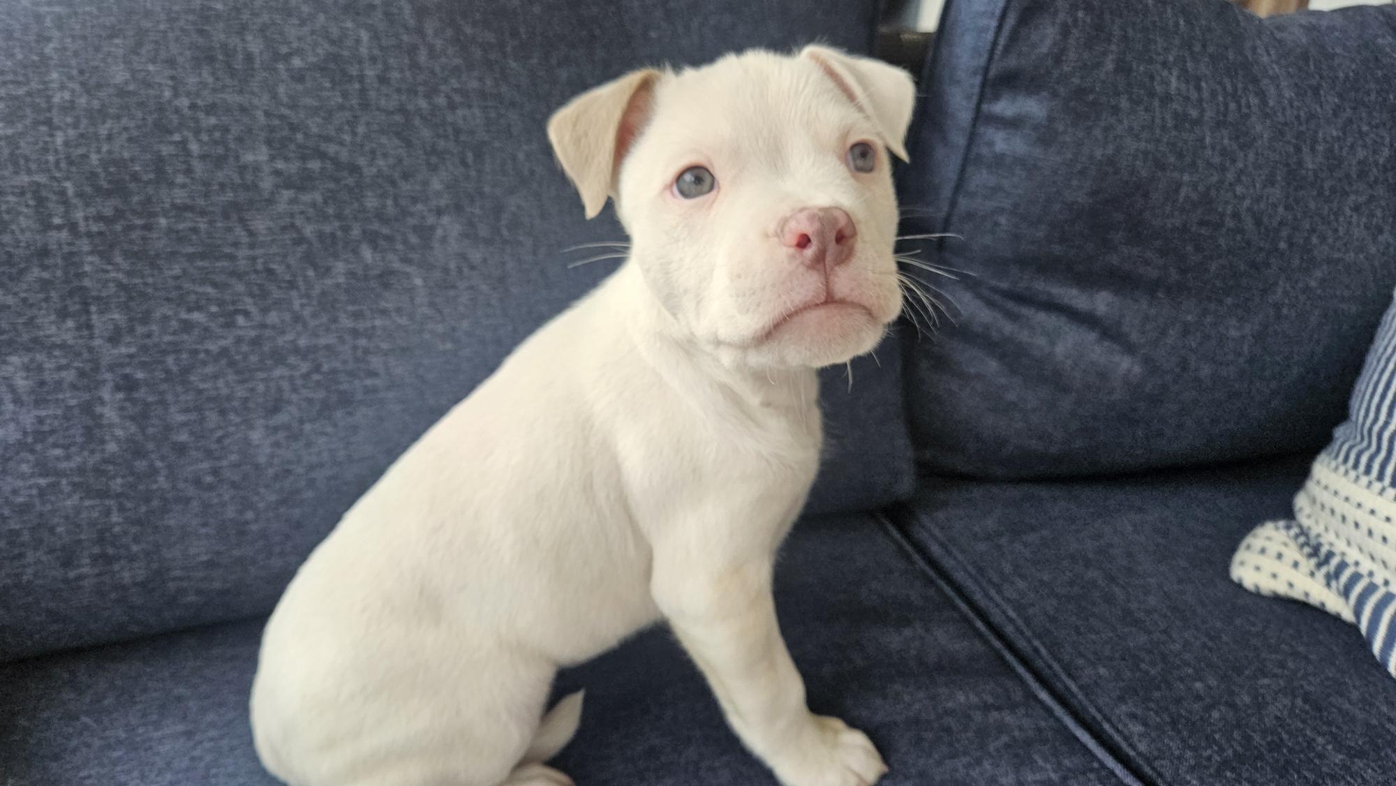 Enlarge Woodstock  , an adopted mixed breed in Succasunna, NJ image 2/3