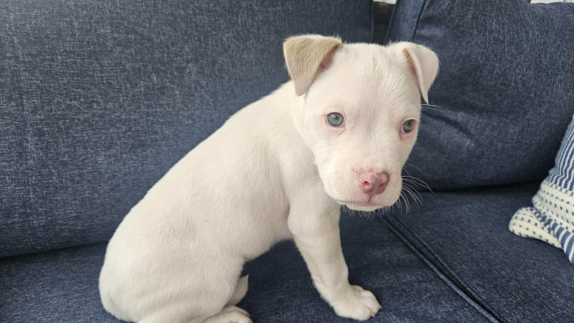 Enlarge Woodstock  , an adopted mixed breed in Succasunna, NJ image 3/3