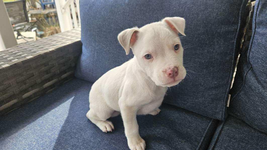 Woodstock  , adopted, Puppy Male Pit Bull Terrier.