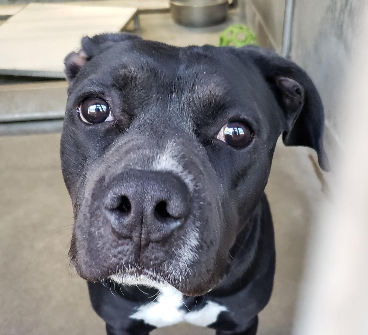 Jazz, Adult Male Pit Bull Terrier