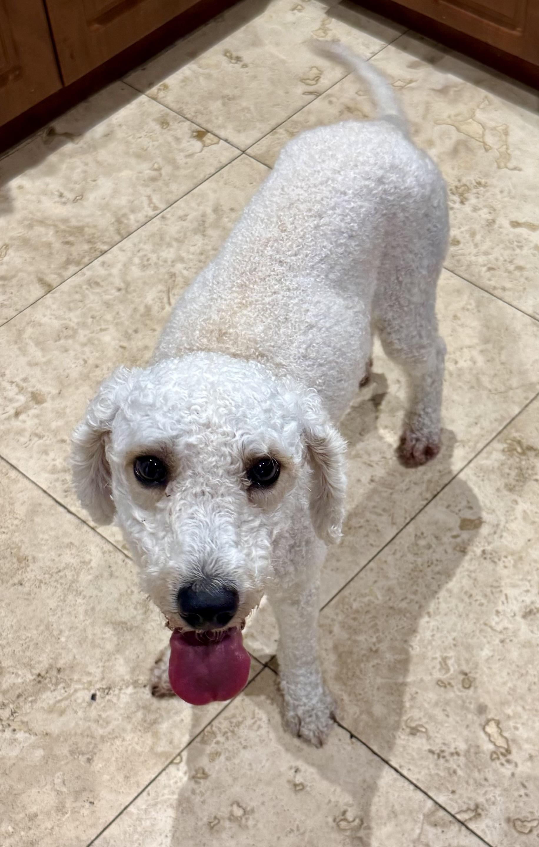 Hypoallergenic Purebred Mini Poodle Pup Jo, a ADOPTABLE Miniature Poodle in Boca Raton, FL image 2/6