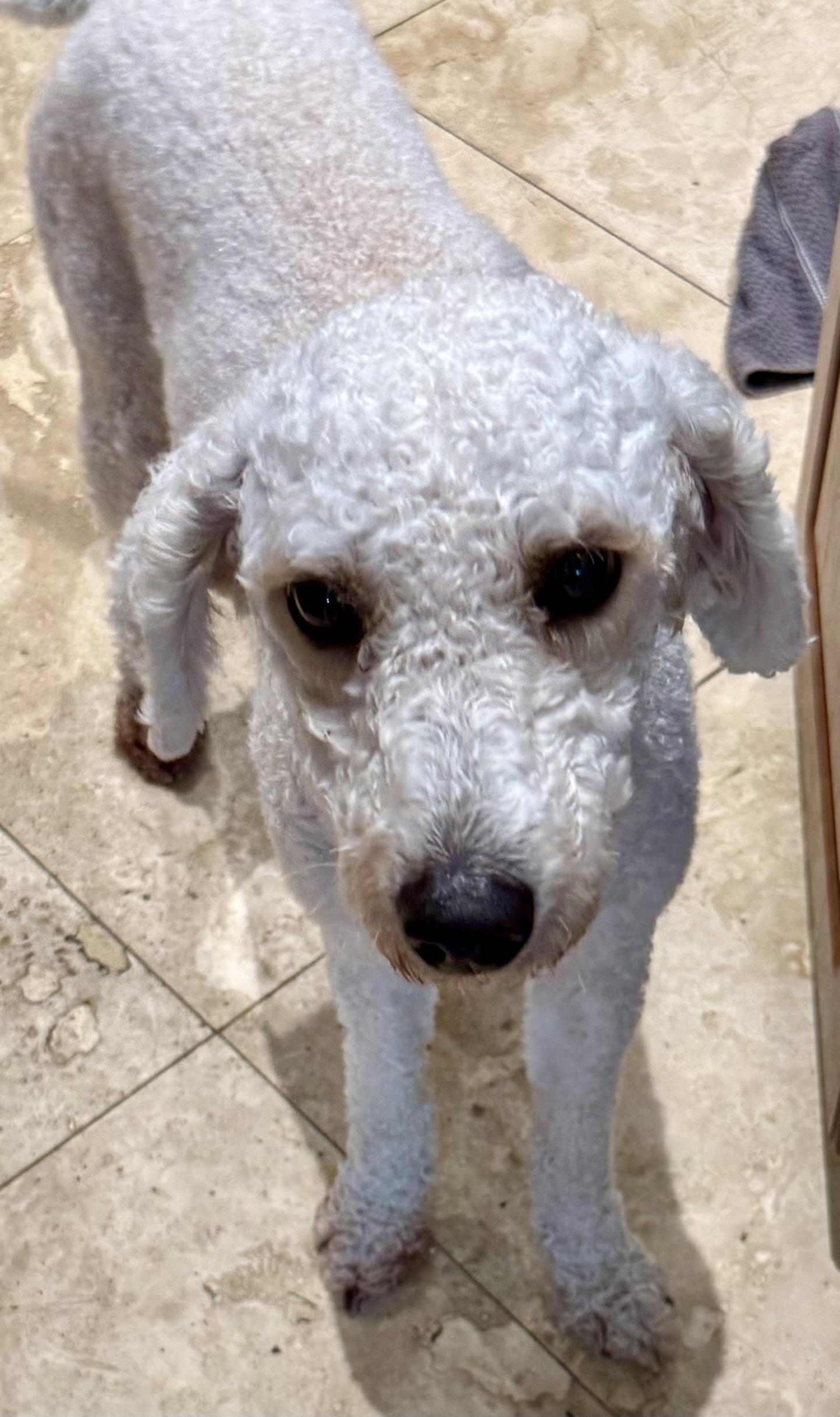 Hypoallergenic Purebred Mini Poodle Pup Jo, a ADOPTABLE Miniature Poodle in Boca Raton, FL image 4/6