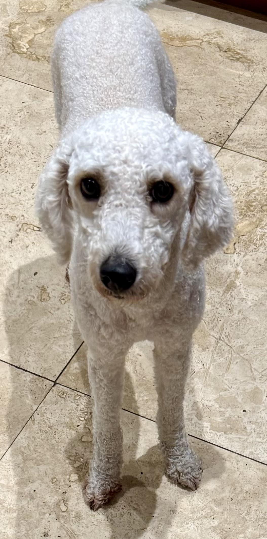 Hypoallergenic Purebred Mini Poodle Pup Jo, a ADOPTABLE Miniature Poodle in Boca Raton, FL image 3/6