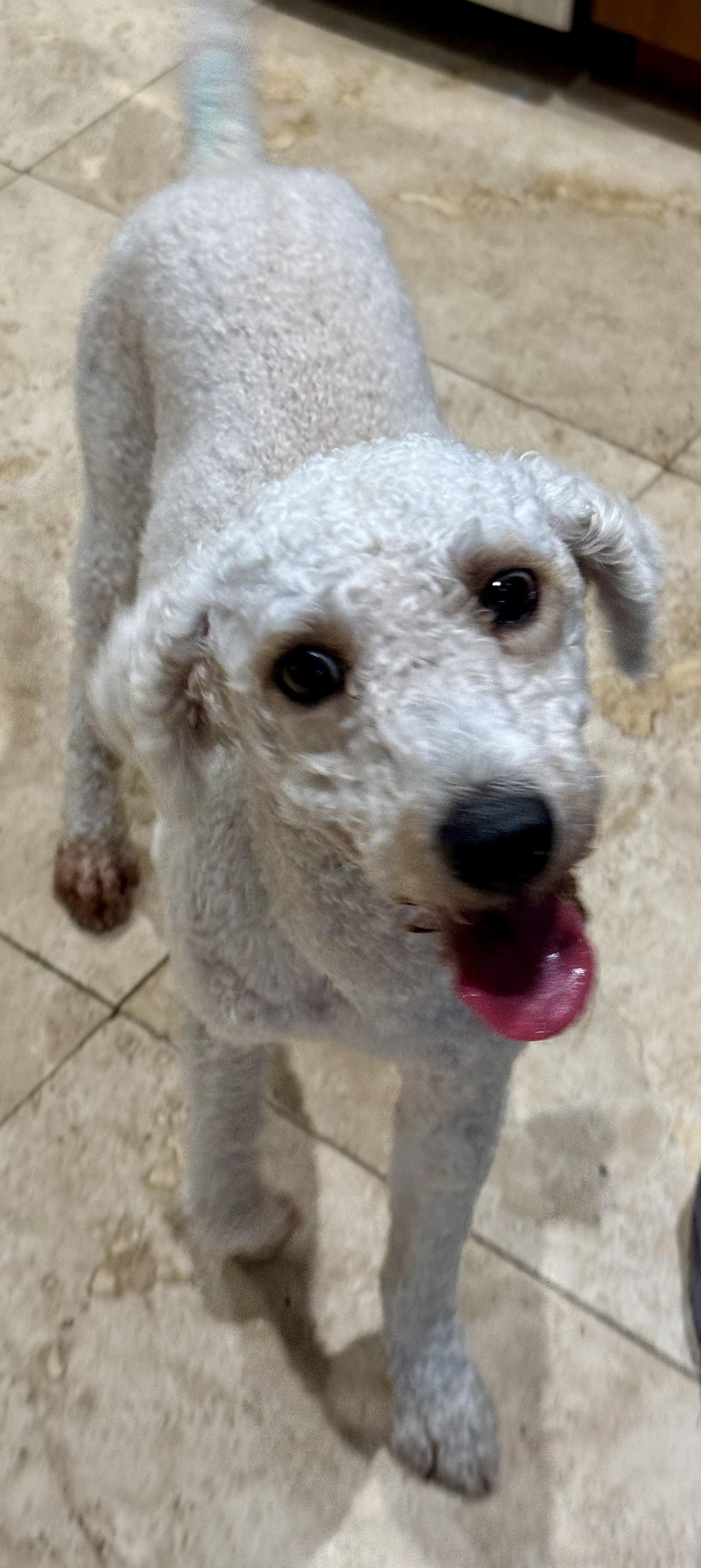 Hypoallergenic Purebred Mini Poodle Pup Jo, ADOPTABLE, Young Male Miniature Poodle.