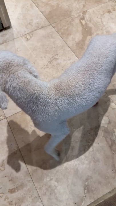 Enlarge Hypoallergenic Purebred Mini Poodle Pup Jo, a ADOPTABLE Miniature Poodle in Boca Raton, FL video 5/6