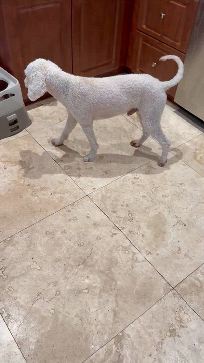 Enlarge Hypoallergenic Purebred Mini Poodle Pup Jo, a ADOPTABLE Miniature Poodle in Boca Raton, FL video 6/6
