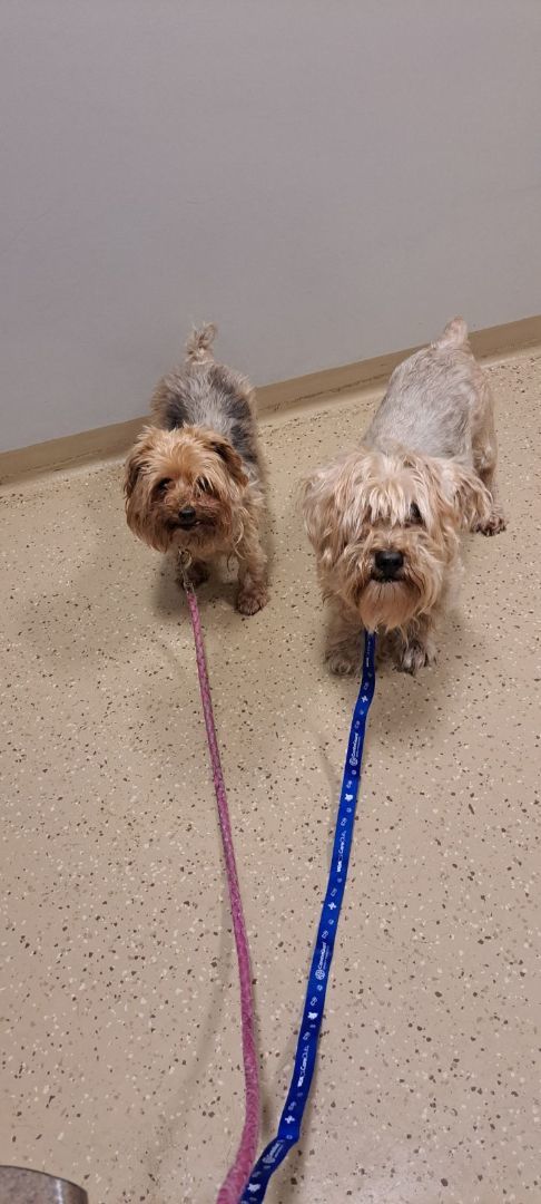 Fred, Adopted, Adult Male Yorkshire Terrier.