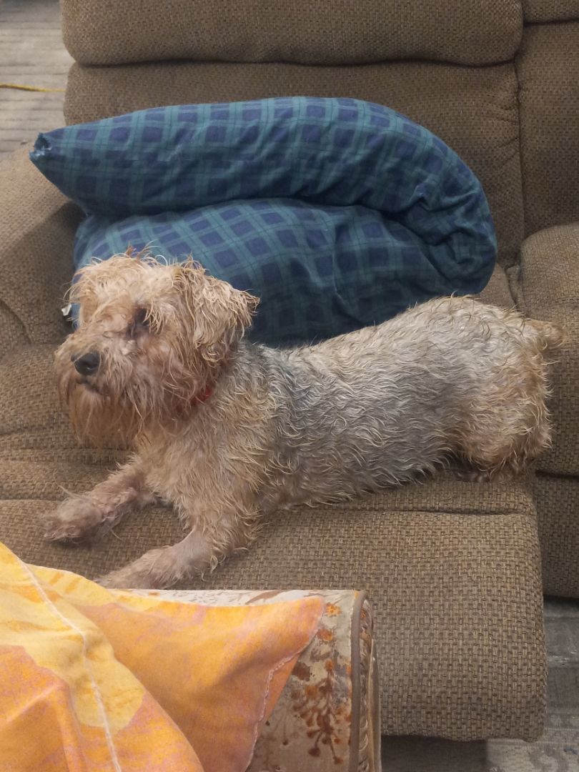 Enlarge Fred, a Adopted mixed breed in Caledonia, MN image 2/5