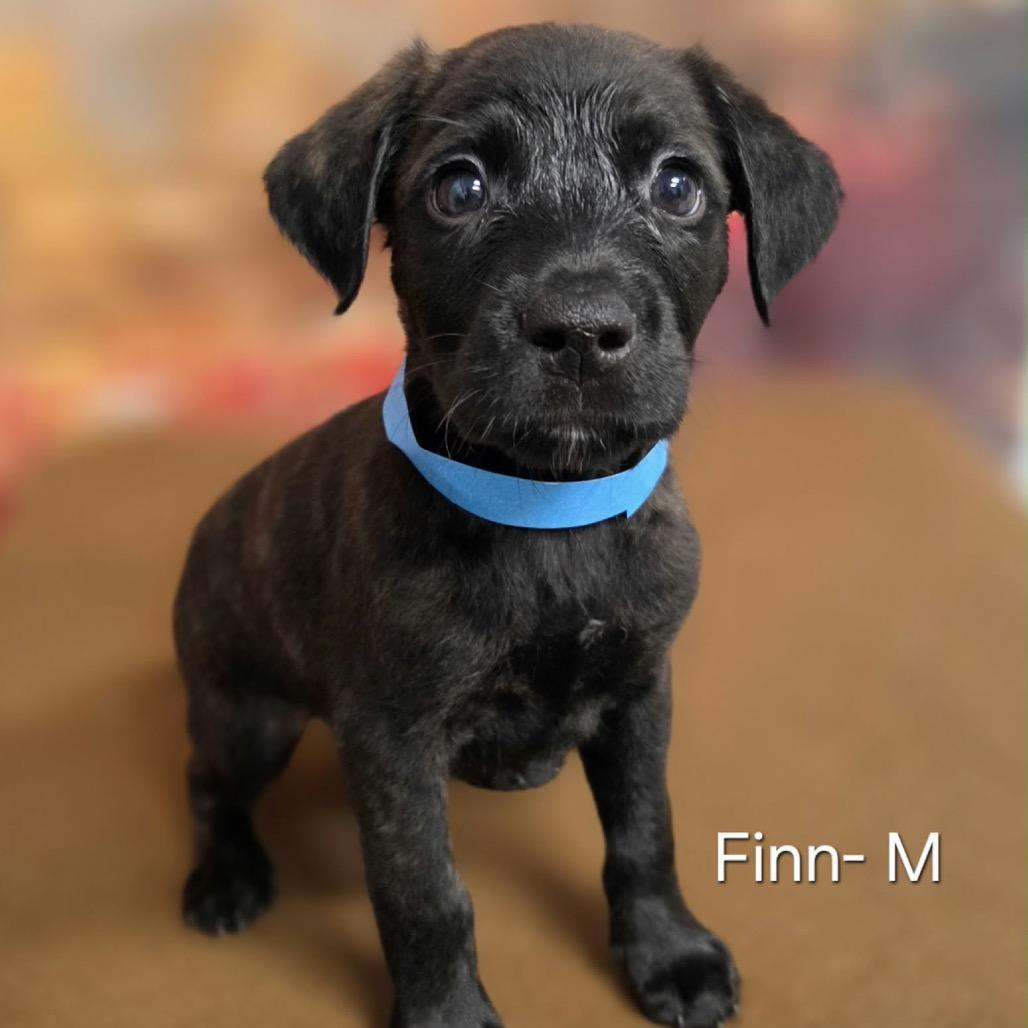 Finn, Adoptable, Puppy Male Retriever & Mixed Breed.