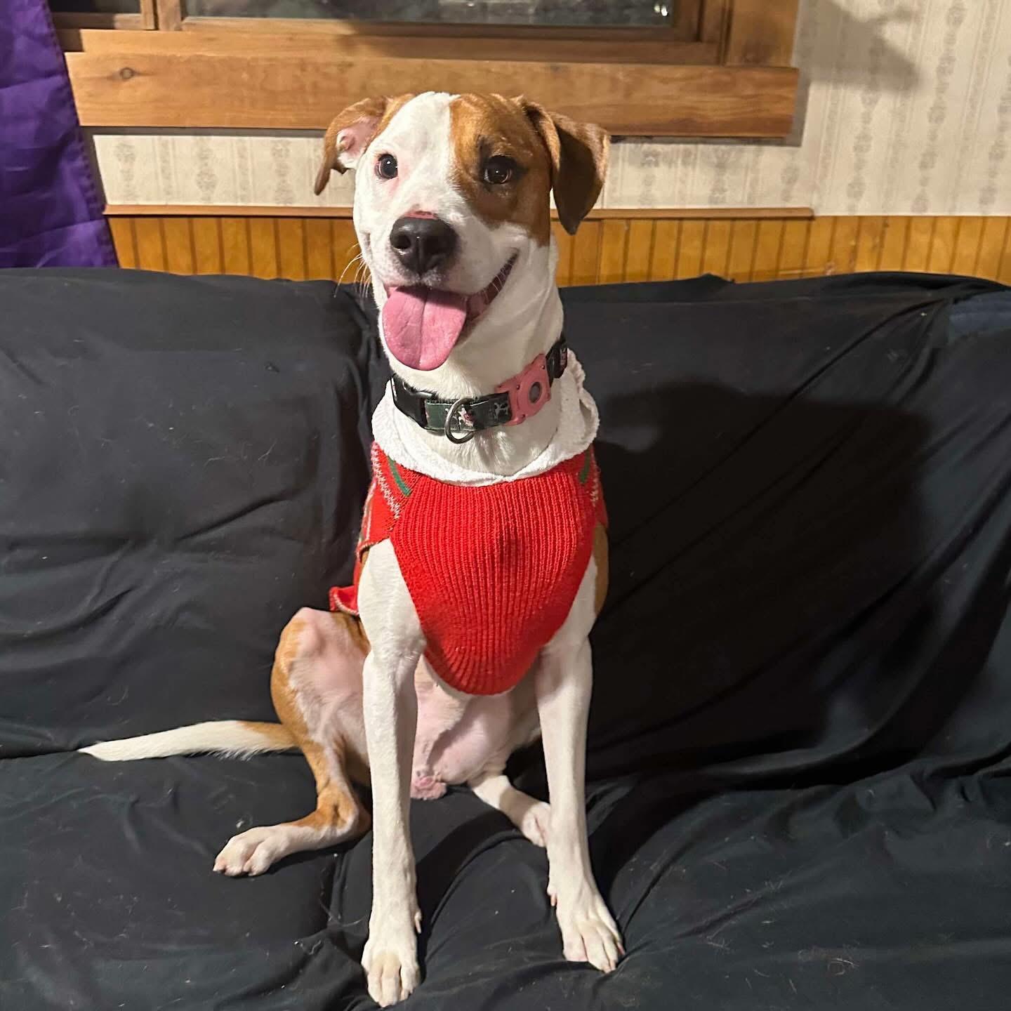 Bandit, a Adoptable Mixed Breed in St. Albans, VT image 1/3