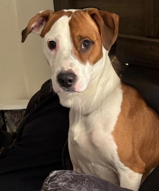 Bandit, a Adoptable Mixed Breed in St. Albans, VT image 3/3