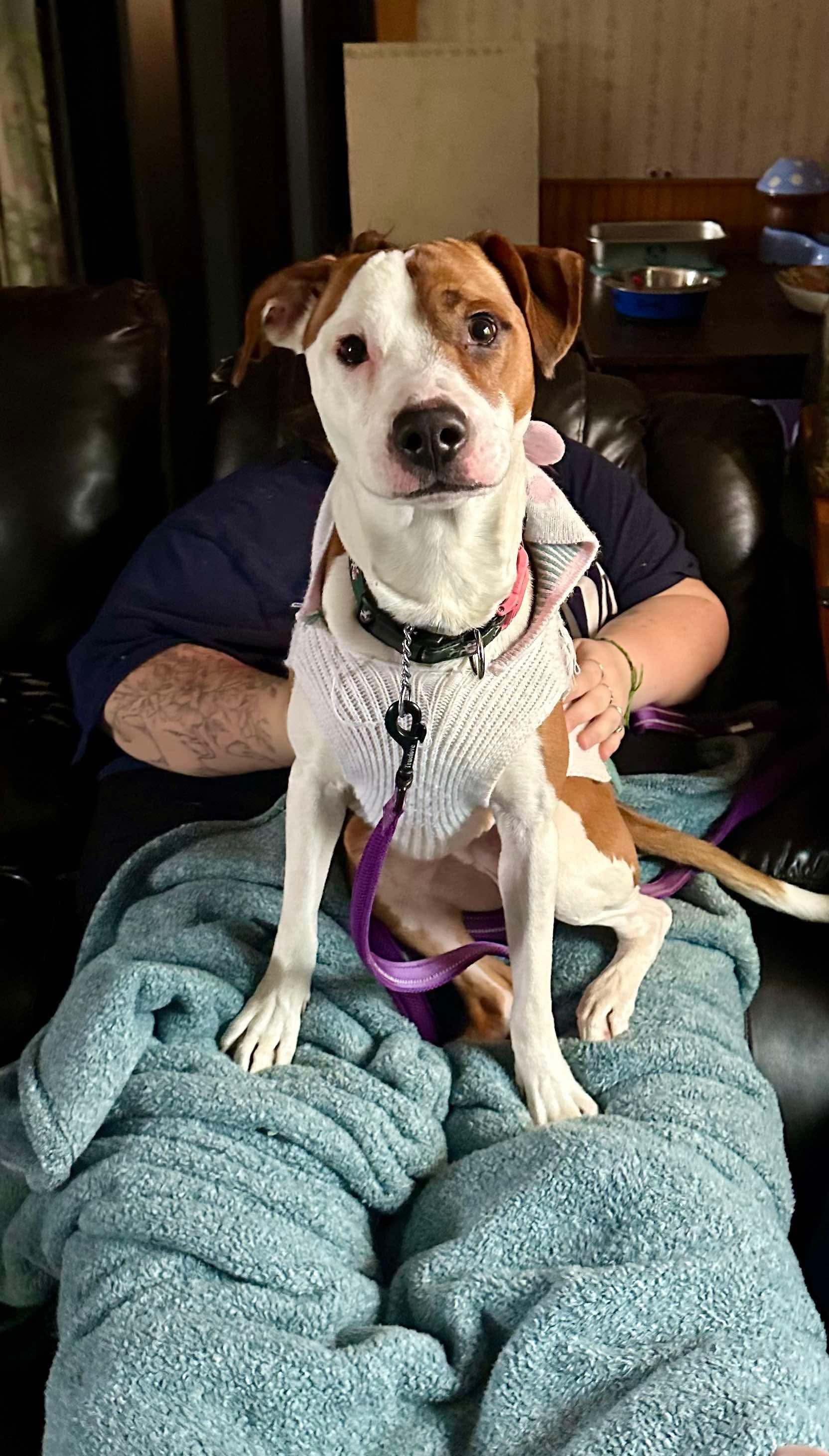 Bandit, a Adoptable Mixed Breed in St. Albans, VT image 2/3