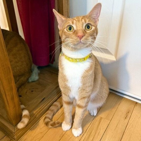 Nico Hernandez — thumbnail 3