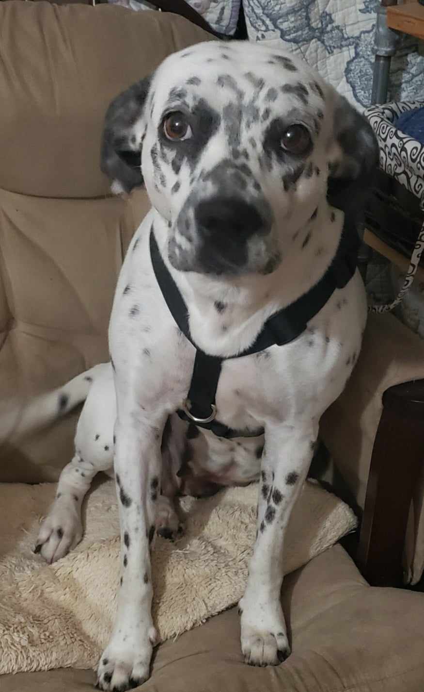 Genevieve, a Adoptable mixed breed in Beaumont, TX image 1/2