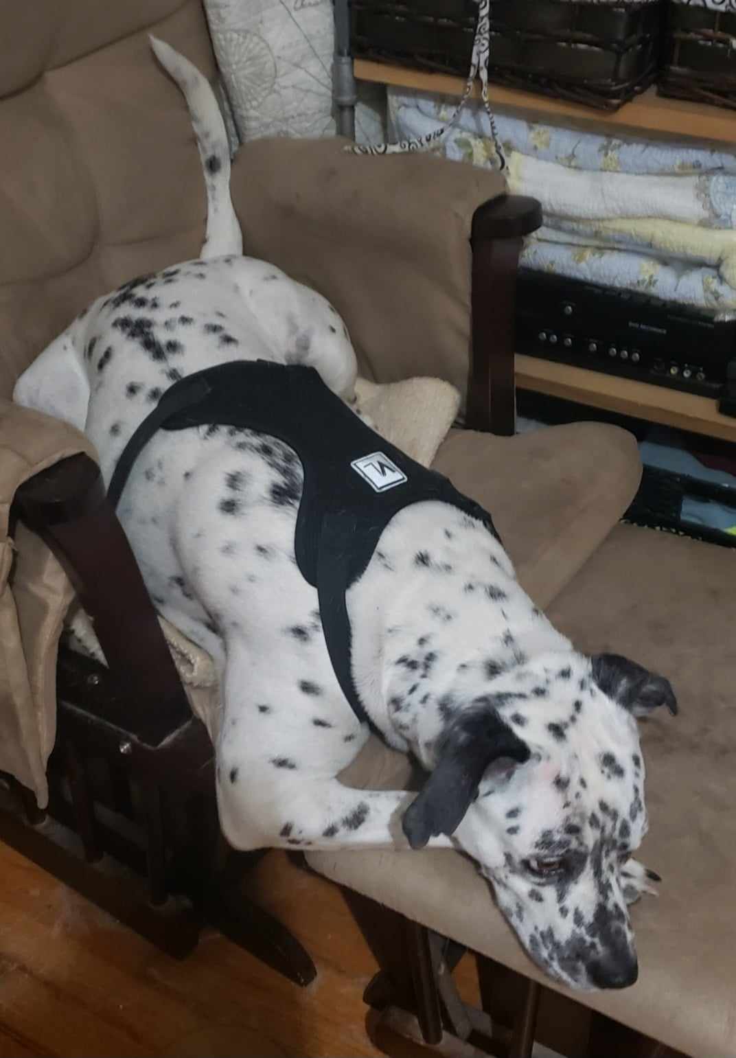 Genevieve thumbnail 2