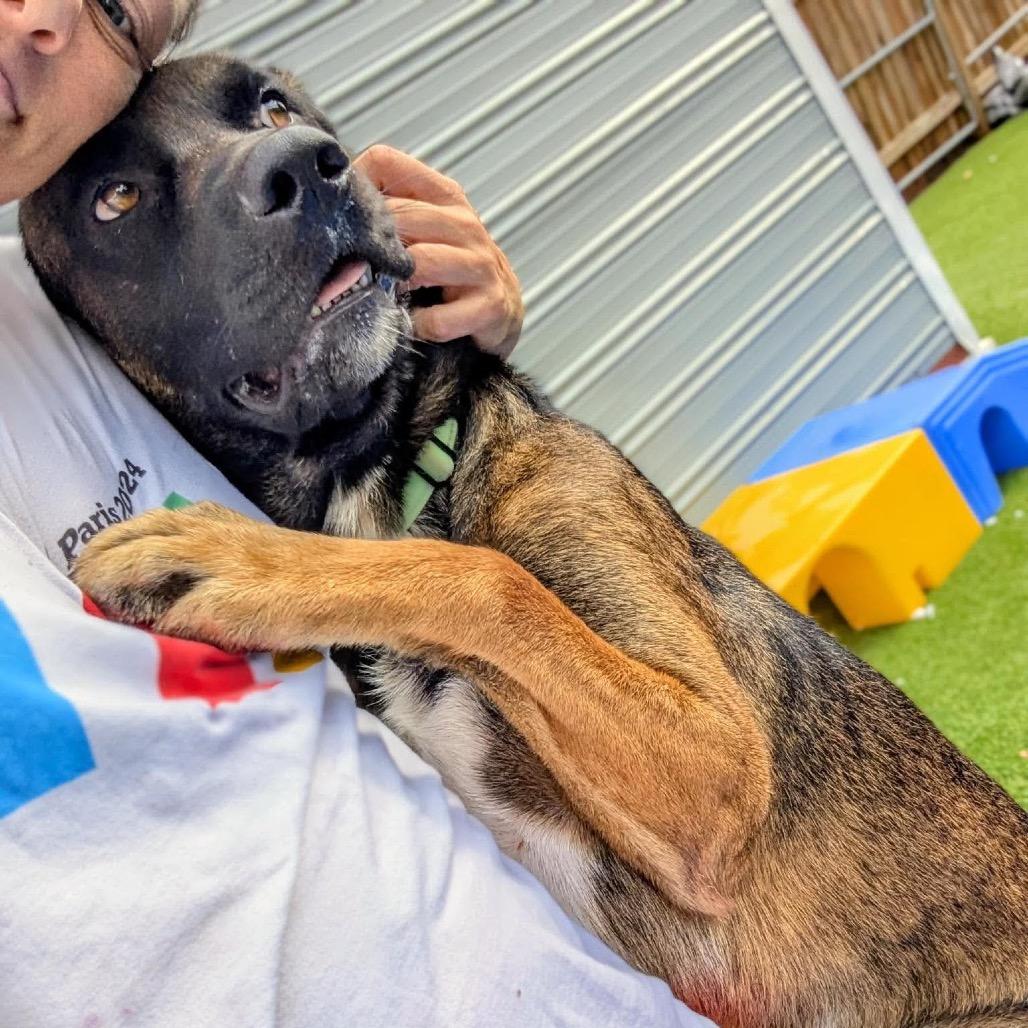 Denzel Washington, Adoptable, Adult Male Mixed Breed & Shepherd.
