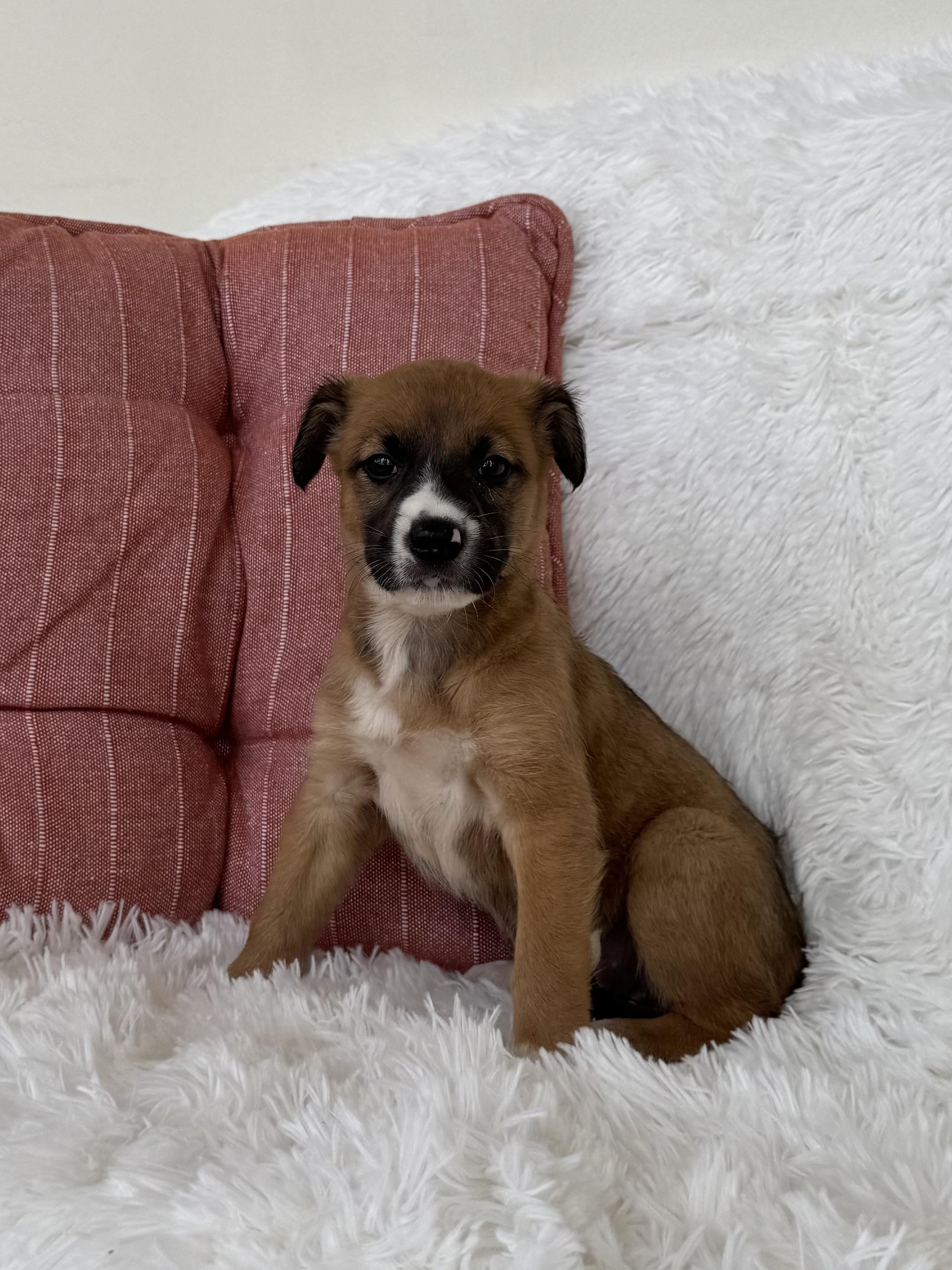 Enlarge Cinnamon, a ADOPTABLE mixed breed in New York, NY image 2/3