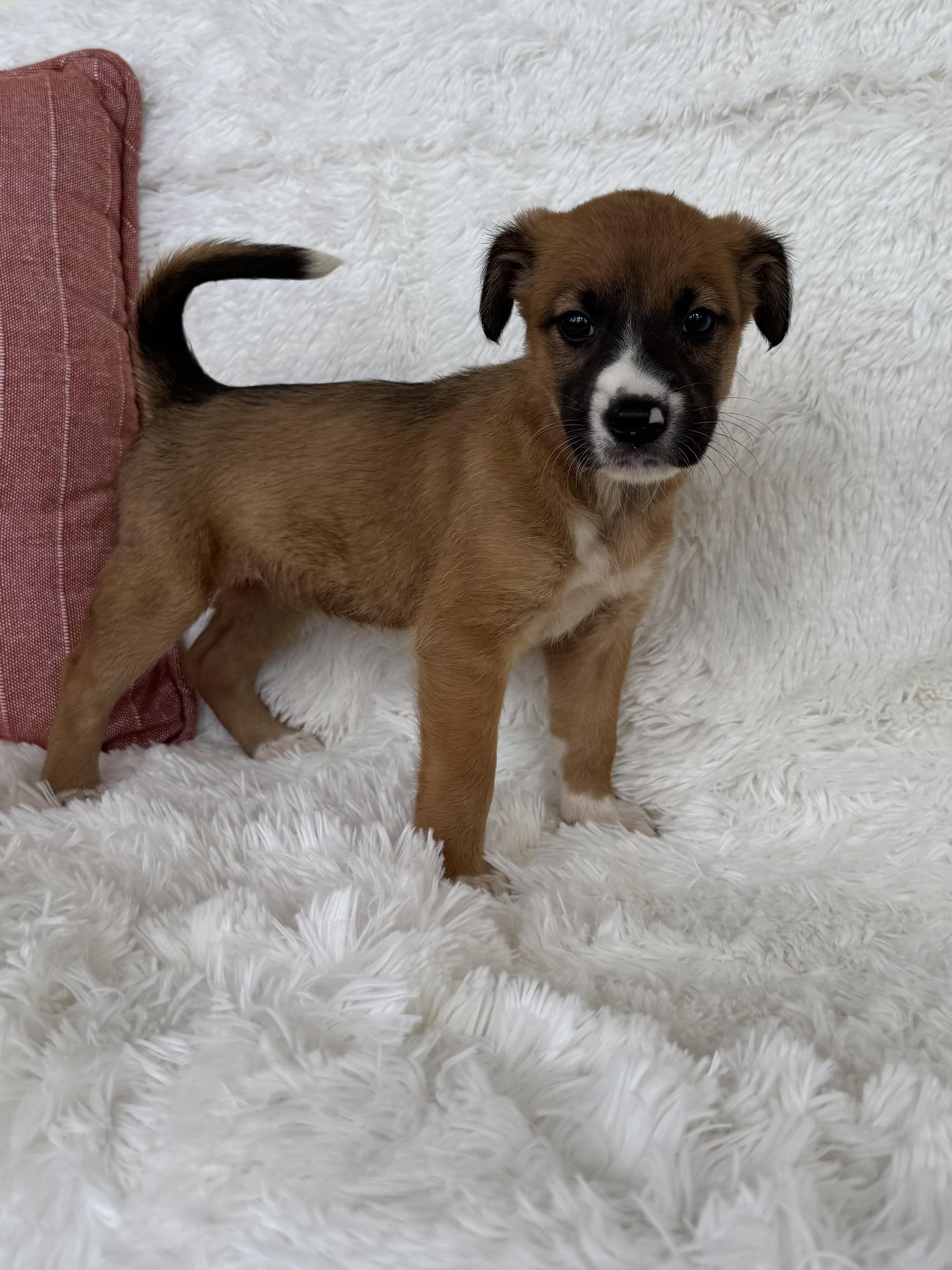 Enlarge Cinnamon, a ADOPTABLE mixed breed in New York, NY image 3/3