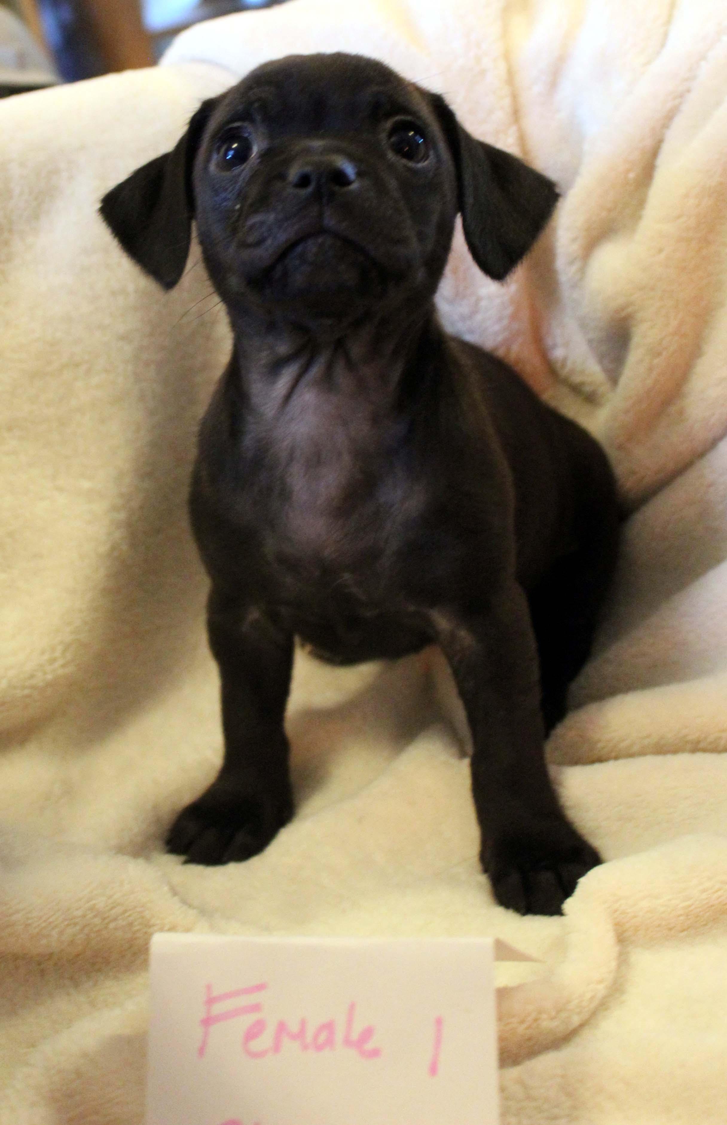 Enlarge Black CHIHUAHUA Female Puppy, an adopted mixed breed in Imperial Beach, CA image 2/6