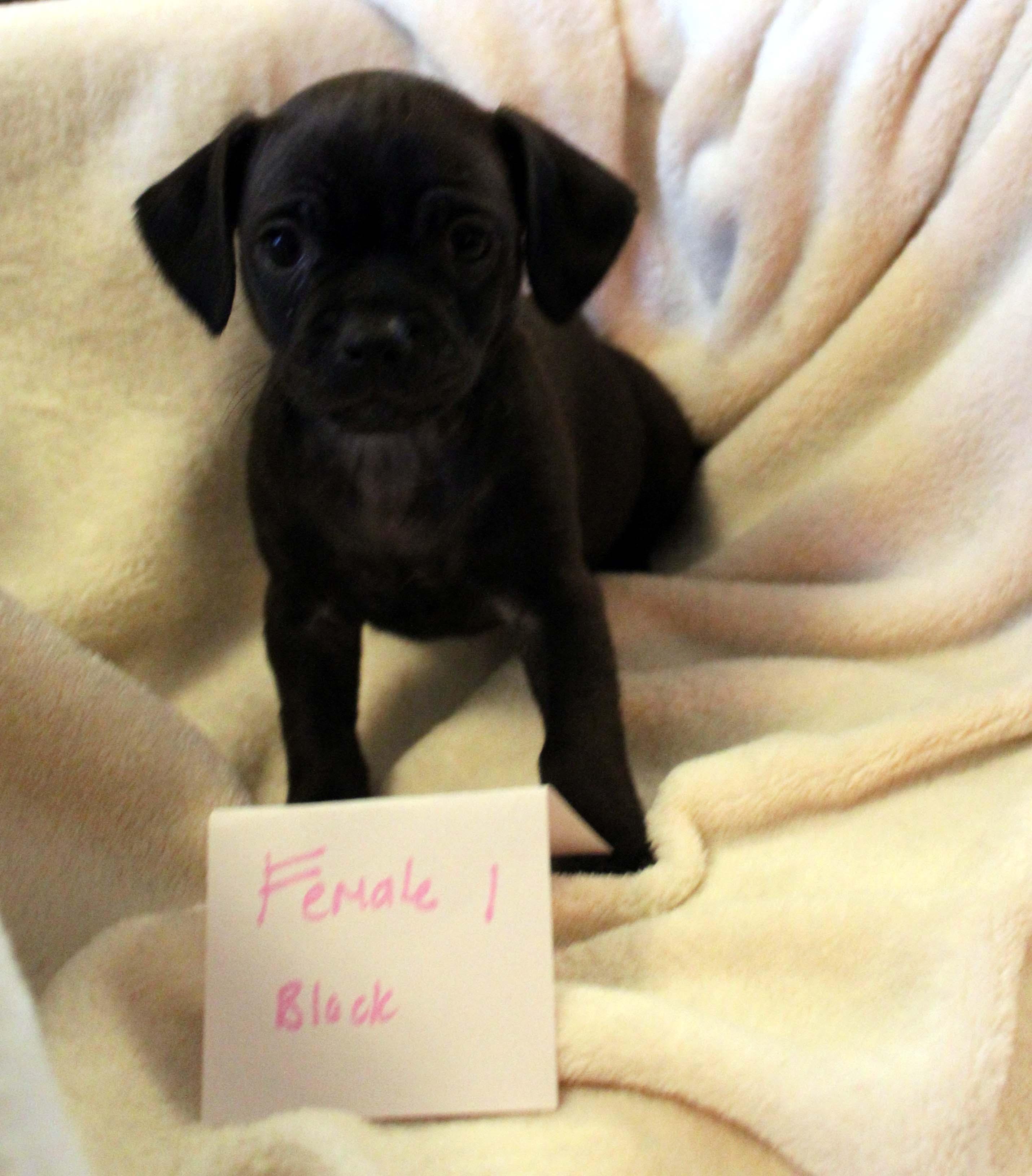 Black CHIHUAHUA Female Puppy, Adoptable, Puppy Female Chihuahua & Dachshund.