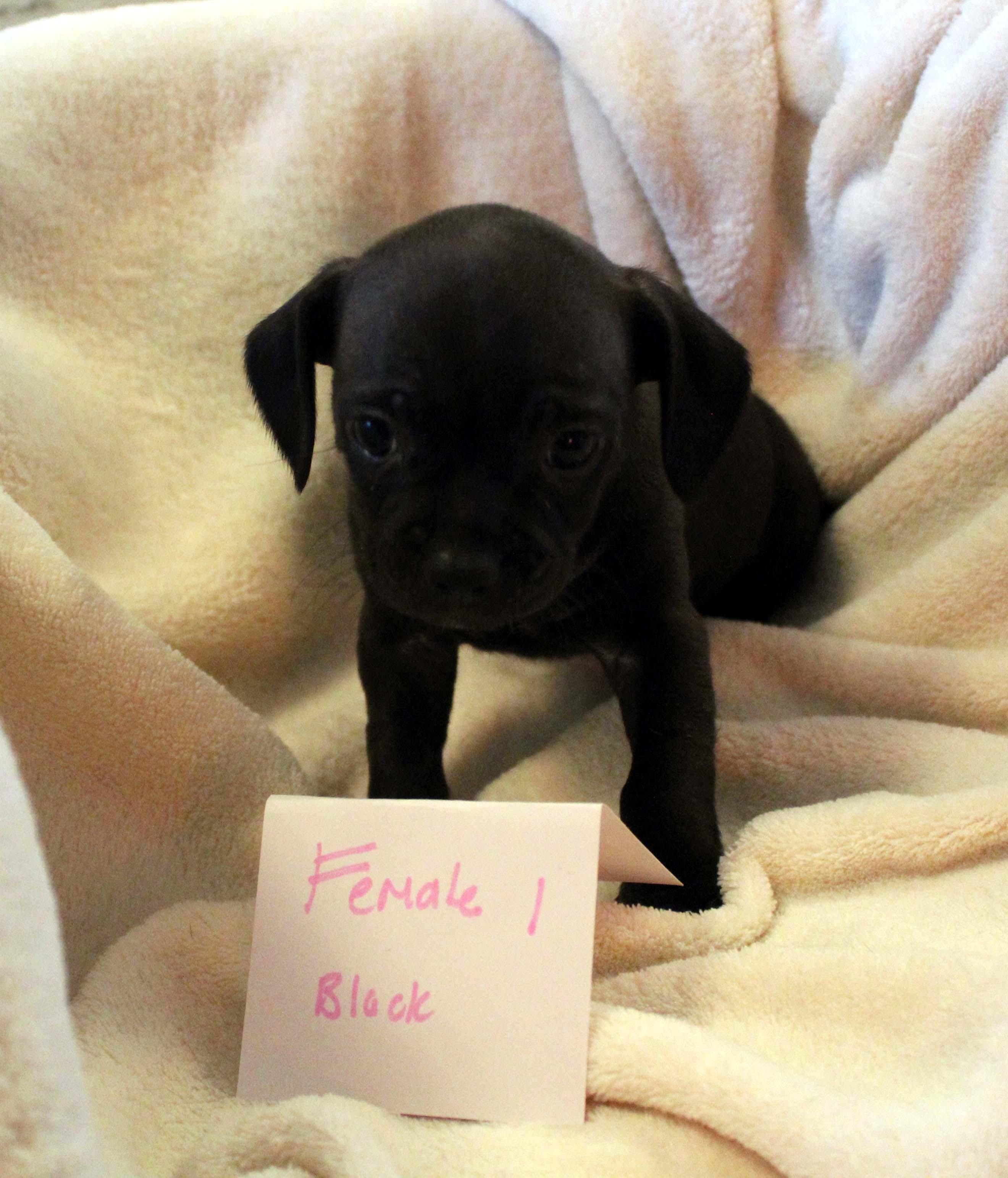 Enlarge Black CHIHUAHUA Female Puppy, an adopted mixed breed in Imperial Beach, CA image 5/6