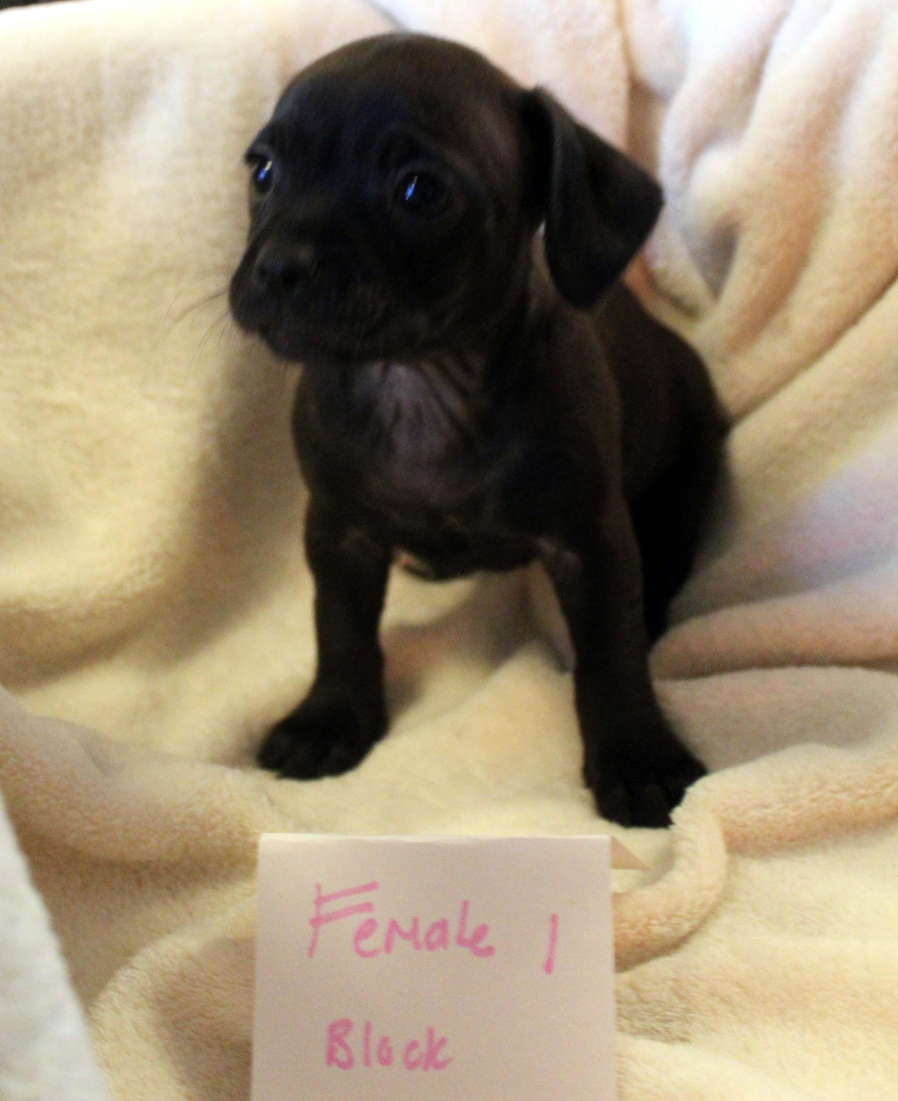 Enlarge Black CHIHUAHUA Female Puppy, an adopted mixed breed in Imperial Beach, CA image 6/6