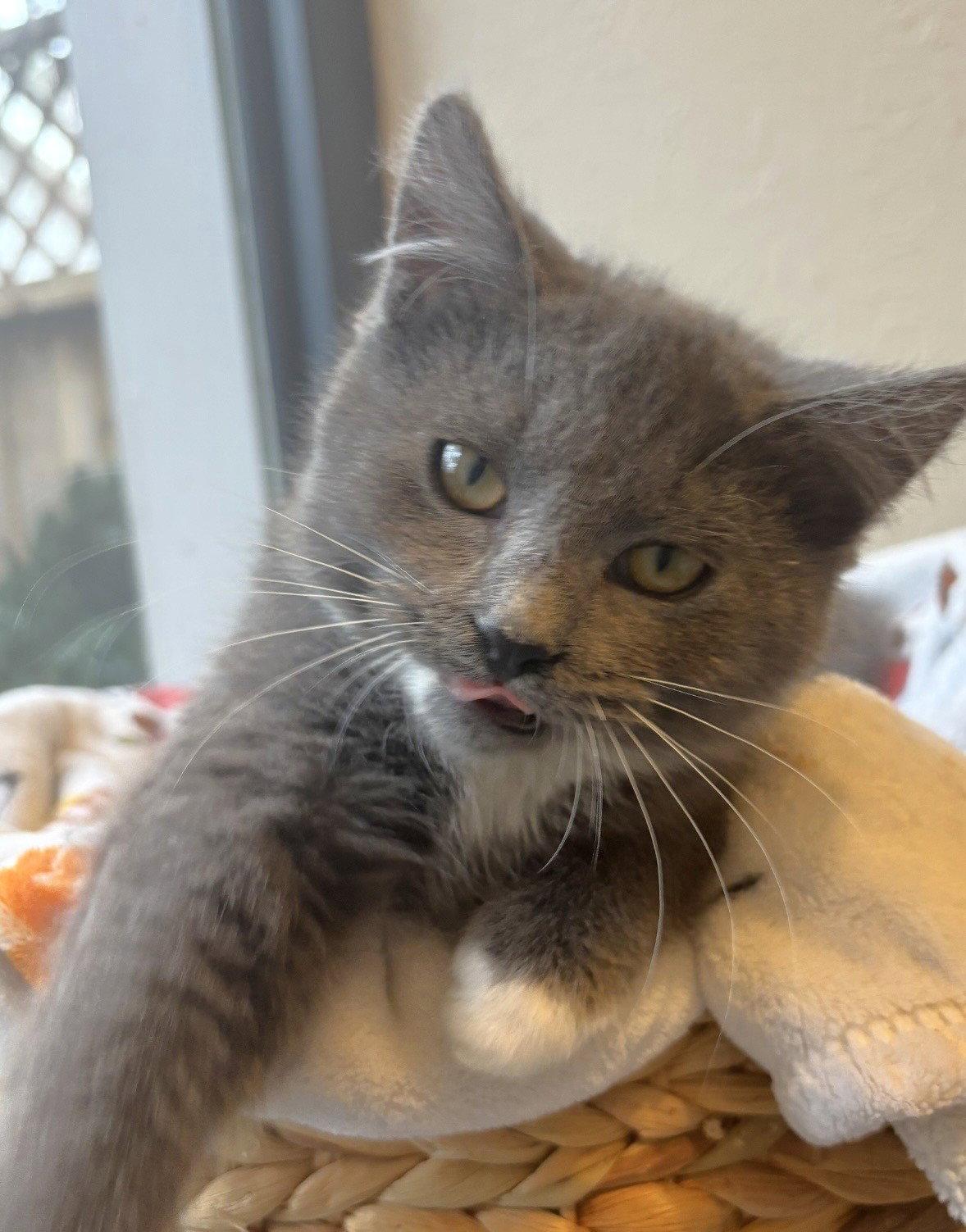 Hadley and Rowen, Adoptable, Kitten Female Domestic Long Hair & Domestic Short Hair.