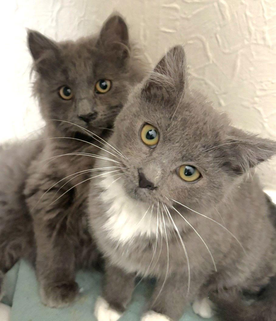 Enlarge Hadley and Rowen, a Adoptable mixed breed in Shawnee, KS image 2/3