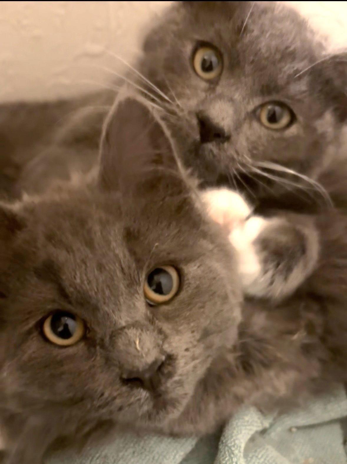 Enlarge Hadley and Rowen, a Adoptable mixed breed in Shawnee, KS image 3/3