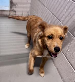 Hunley, an adopted mixed breed in Bishop, GA image 3/4
