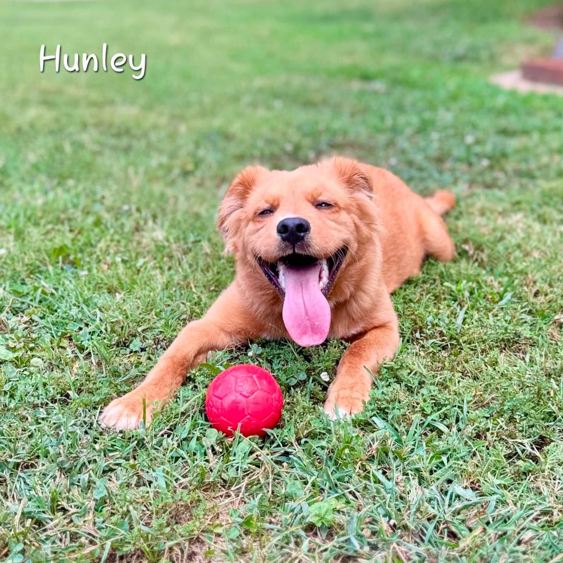 Hunley, an adopted mixed breed in Bishop, GA image 4/4