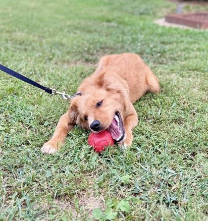 Hunley, an adopted mixed breed in Bishop, GA image 2/4