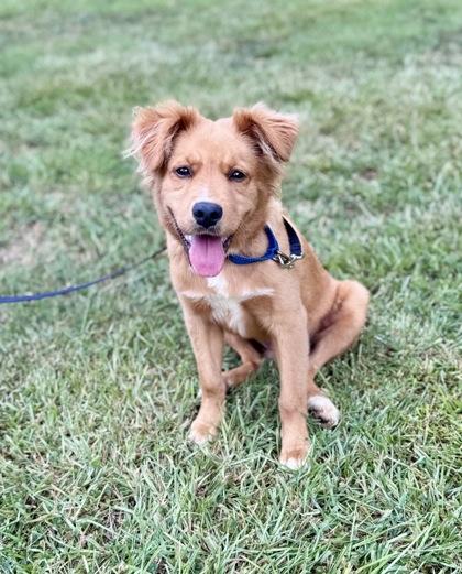 Hunley, an adopted mixed breed in Bishop, GA image 1/4