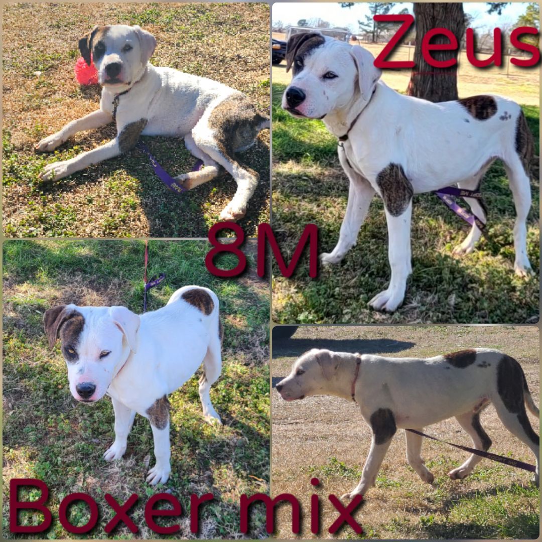 Zeus, a Adoptable mixed breed in Ashdown, AR image 1/2