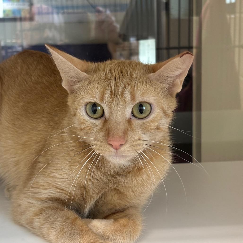 Enlarge Buttercup, a Adoptable mixed breed in League City, TX image 1/1